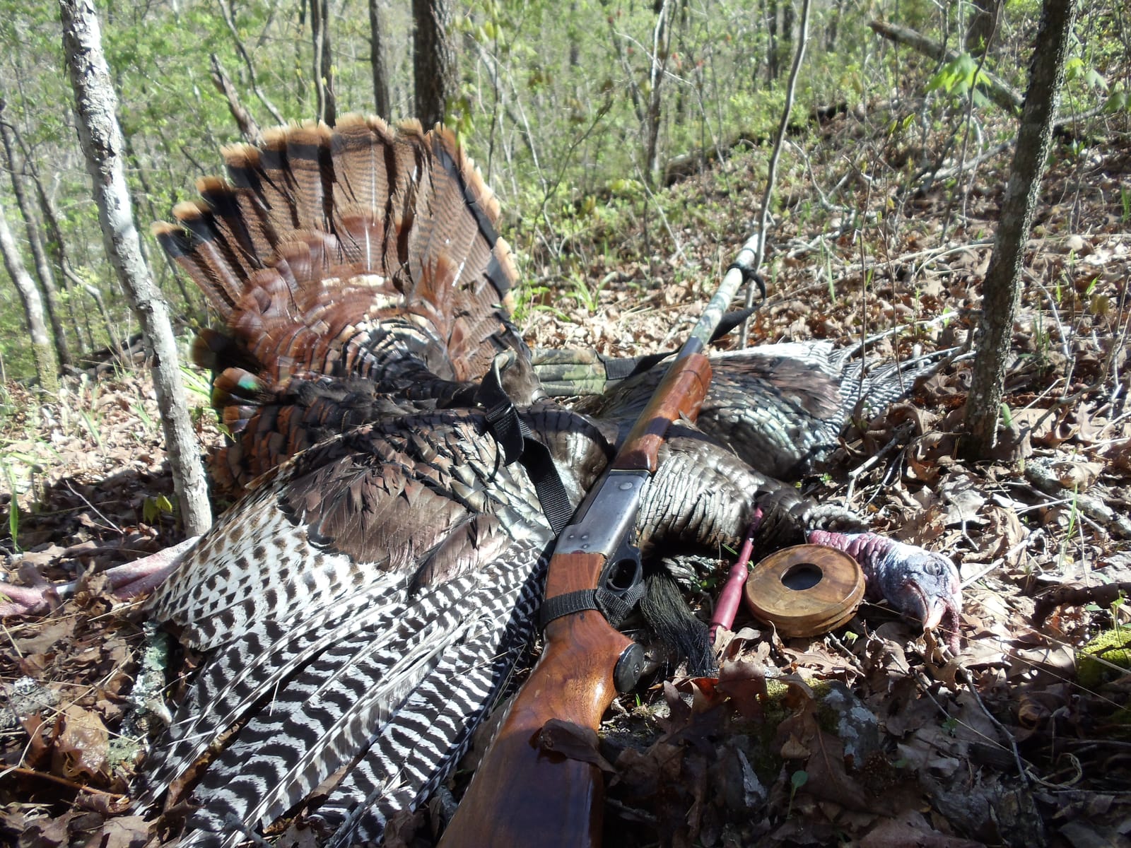 Successful turkey hunt with Oak Woodcrafts call